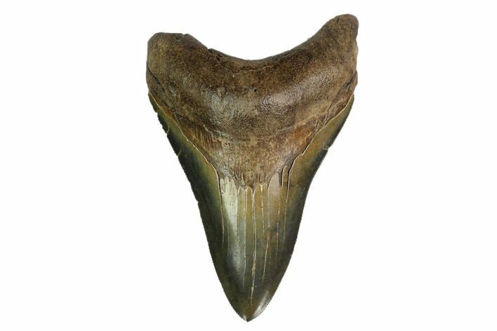 Serrated, Fossil Megalodon Tooth - Georgia #159735